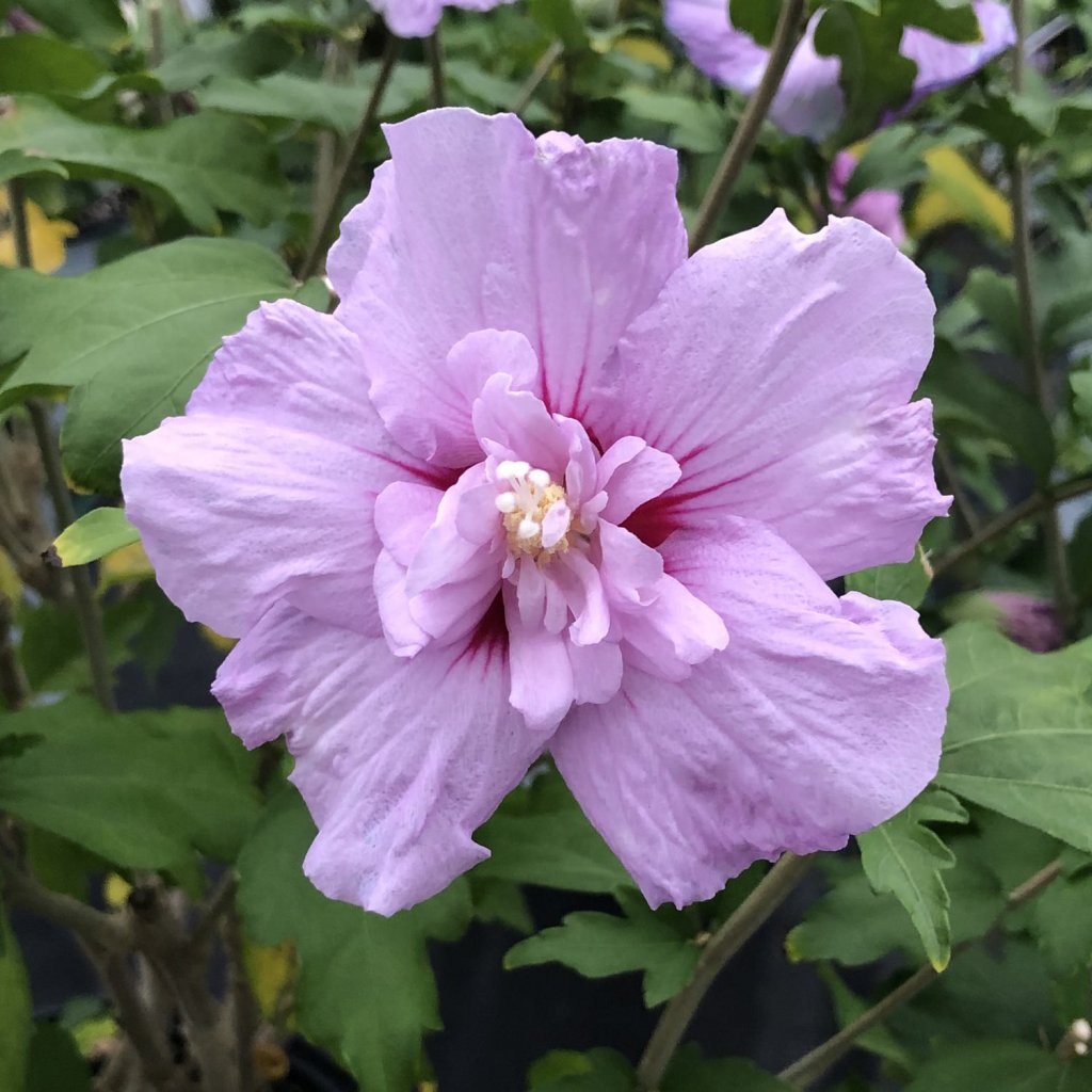 HIBISCUS LAVENDER