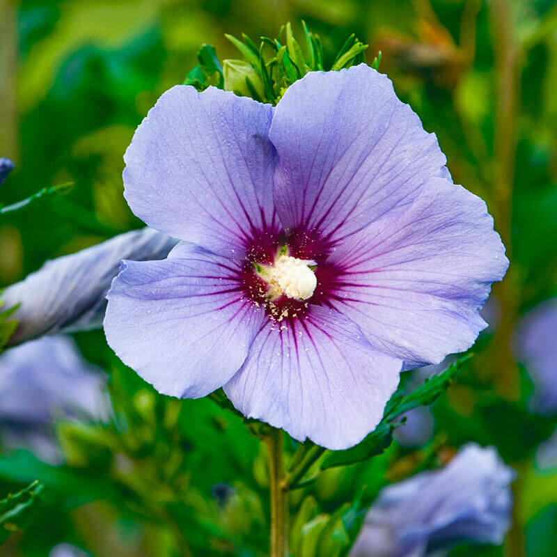 hibiscus flower